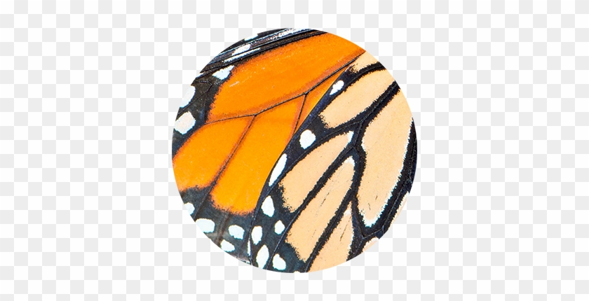 Butterfly Wing Orange & Black - Monarch Butterfly #958891