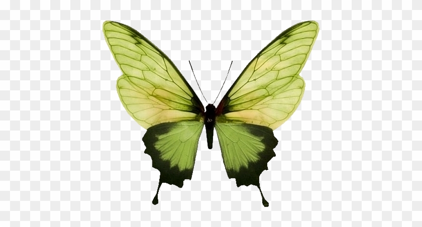 Transparent Png - Butterfly Print #958912