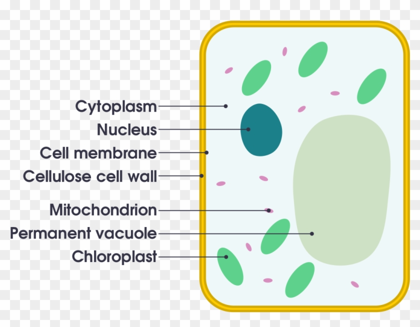 Plant Cell Drawing Simple - Plant Cell Simple Drawing #959222