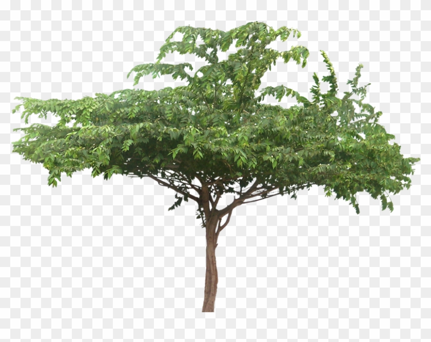 Muntingia Calabura - Jamaican Cherry Tree Png #959593