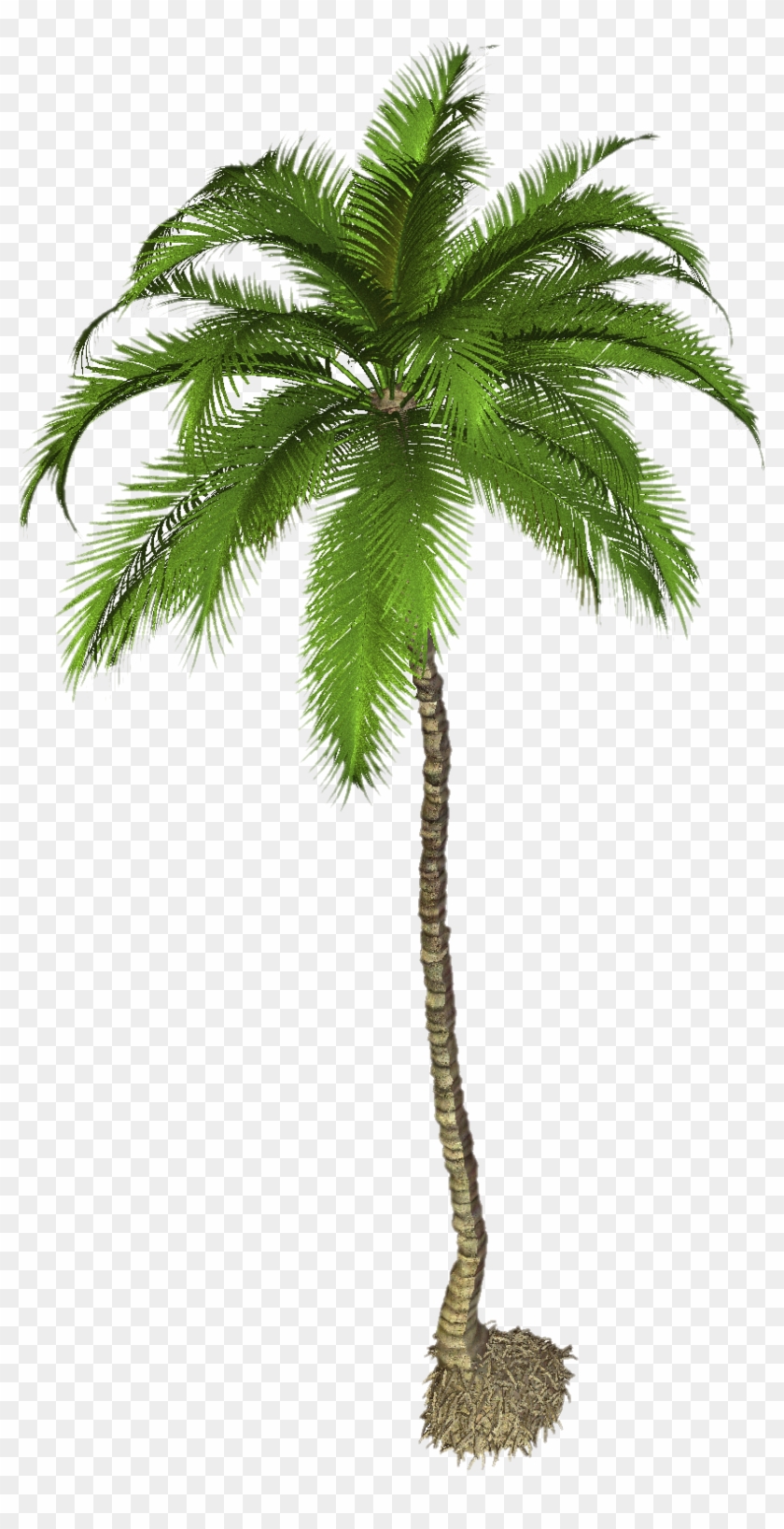 Cancel - Palm Tree White Background #959602