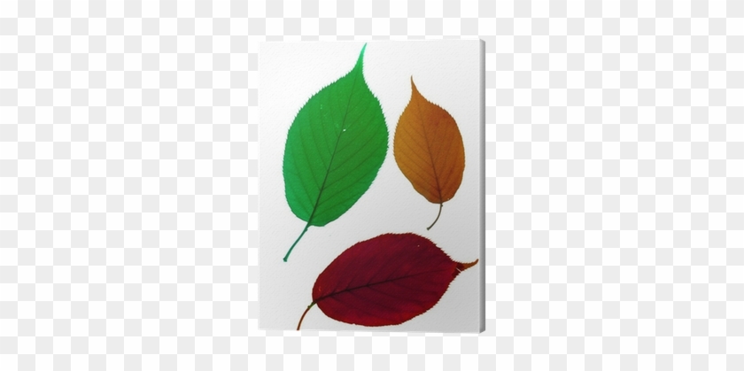 Autumn Leaves Of The Cherry Tree Canvas Print • Pixers® - Sweet Birch #959676