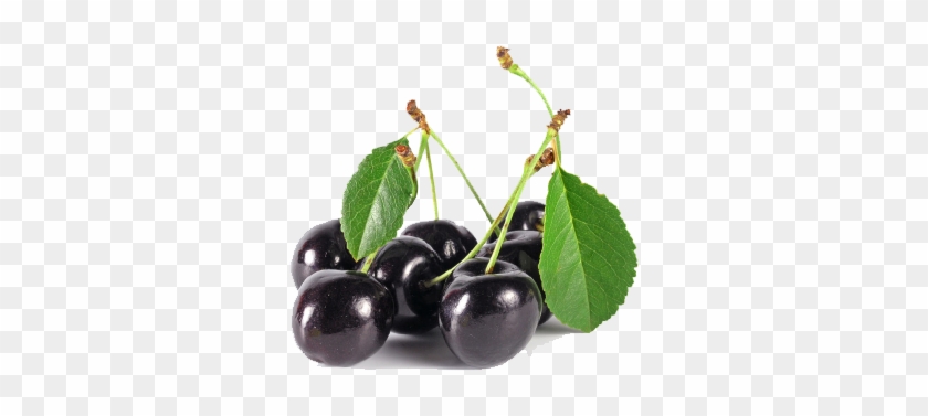 Black Cherry Tree Fruit Download Black Cherry Tree - Black Cherry #959692
