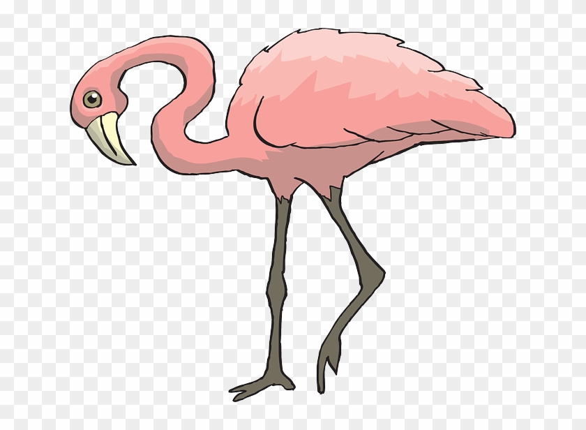 Pink, Bird, Flamingo, Long, Neck, Animal, Beak, Curious - Pink Bird Long Neck #961143