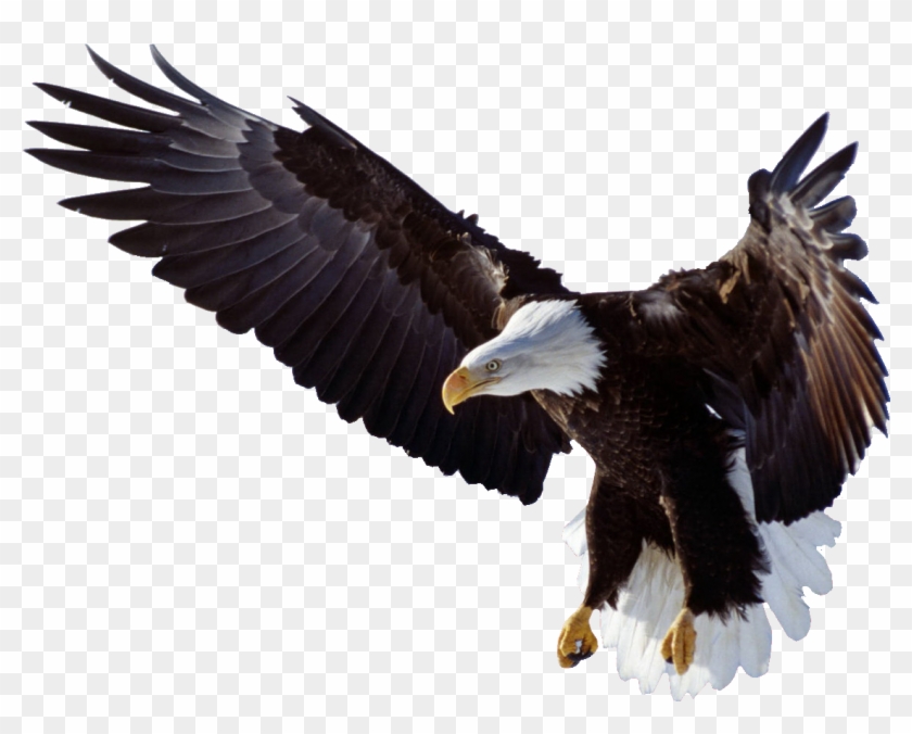 Bald Eagle Cheval - 5d Diy Diamond Painting Animal Kits Diamond Rhinestones #961312