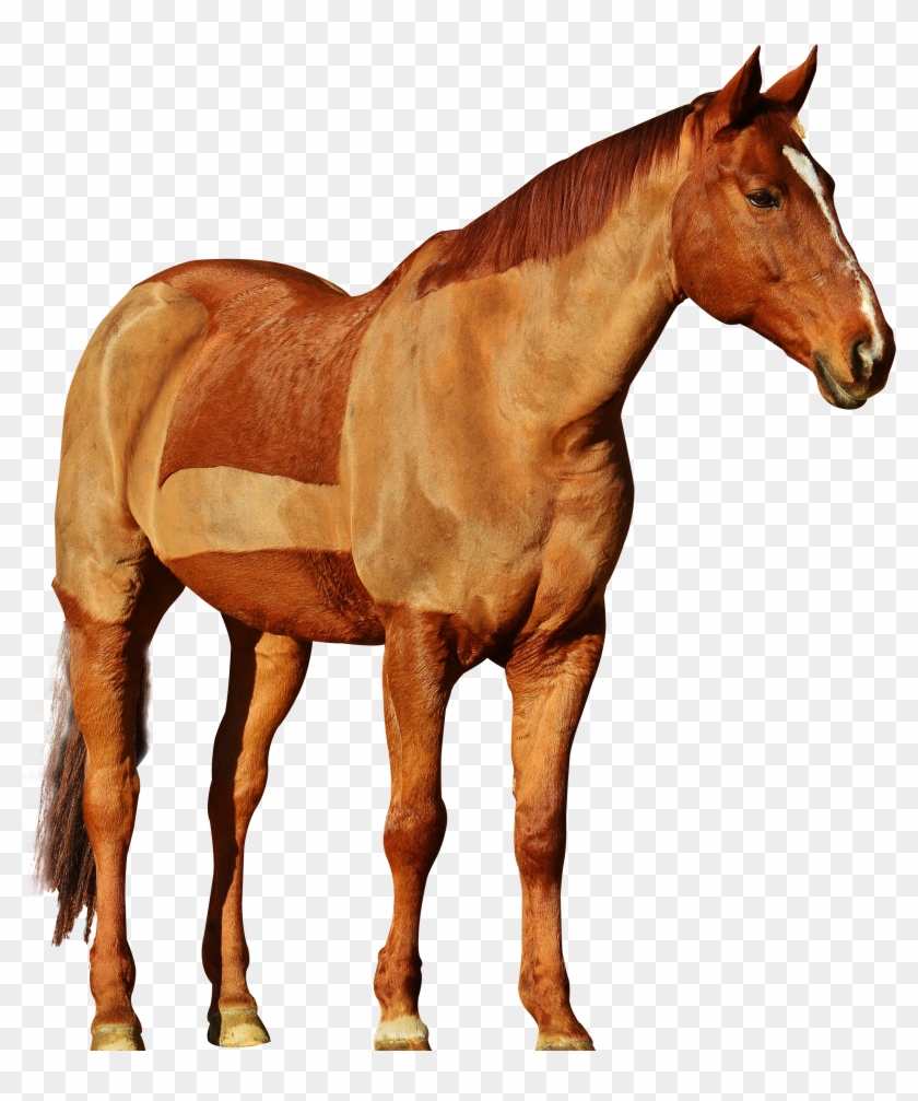 Mane Mustang Stallion Hackney Horse - Png Images Of Horse #961463