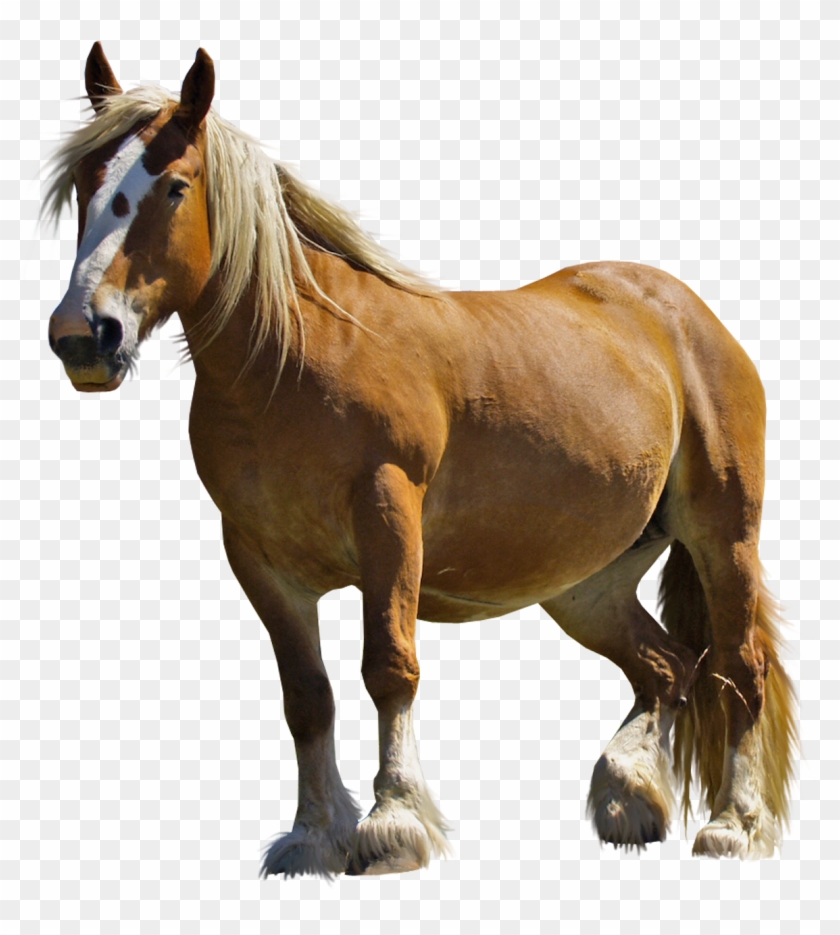 Shetland Pony, Miniature Horse Brown With White Spots, - Pony Horse Png #961519