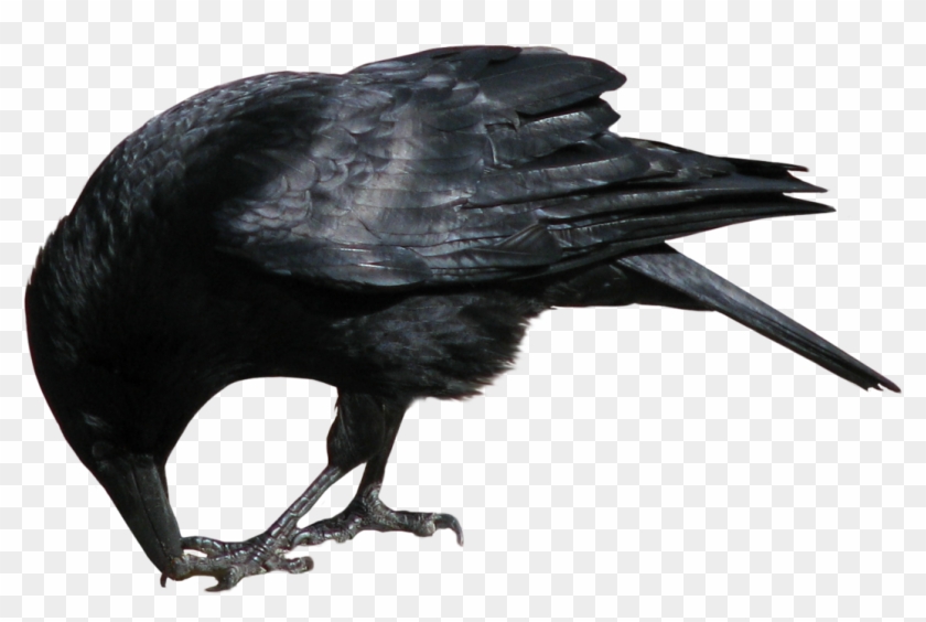 Image - Crow Png #961628