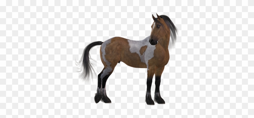 Horse Colorful Brown Mane White Animal Mou - Stallion #962336