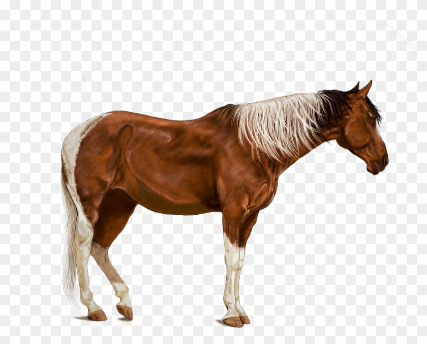 Horse, Brown, Art, Digital Artwork, Standing, Animals - Digital Art #962349