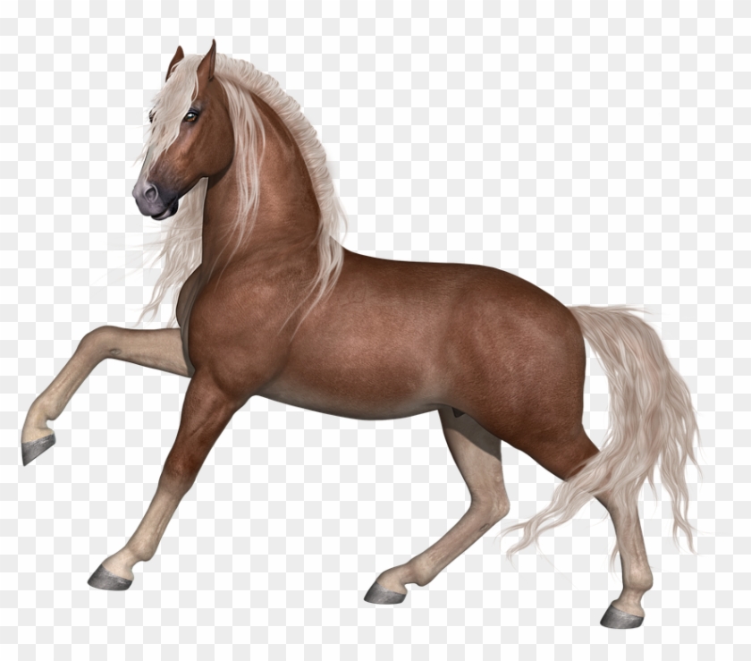 Horse, Stallion, Animal, Farm, Equine, Equestrian, - Animal Farm Horse #962369