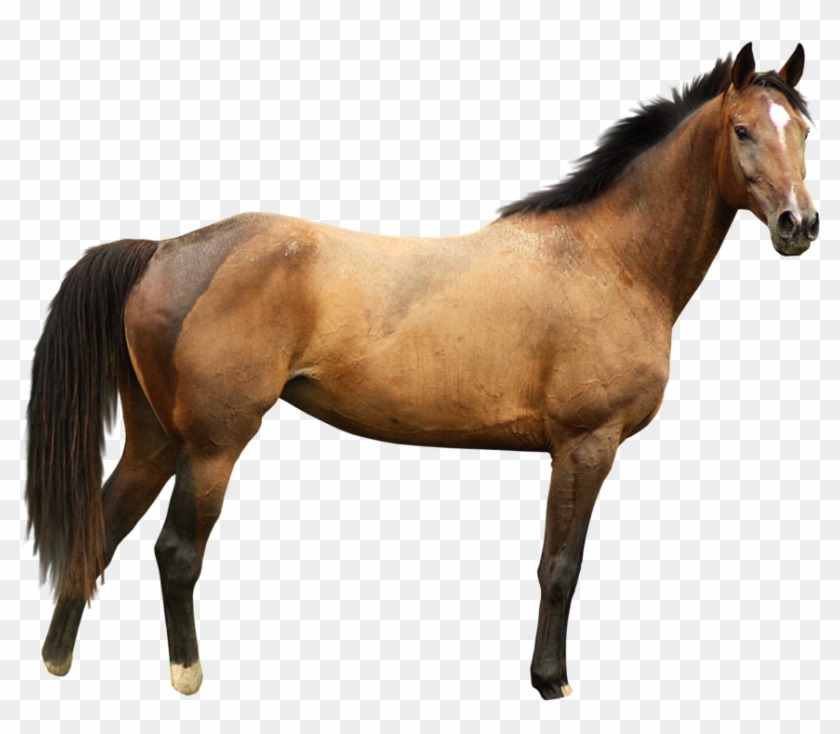 Horse With White Background #962379