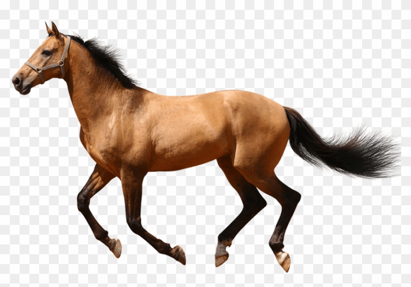 Running Horse No Background Image - Horse Running Transparent Background #962386