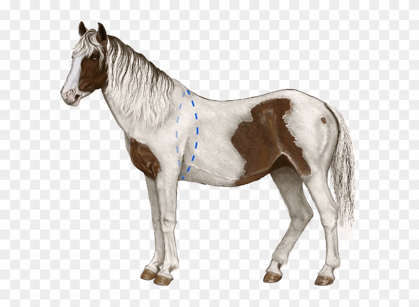 How Do I Measure My Horse - Horse #962397