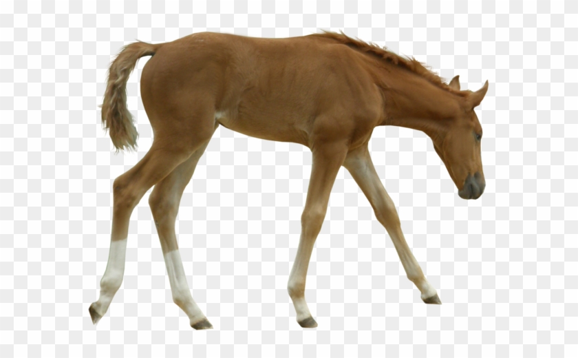British Horse Breeding Network Foal - Horse Foal Png #962421