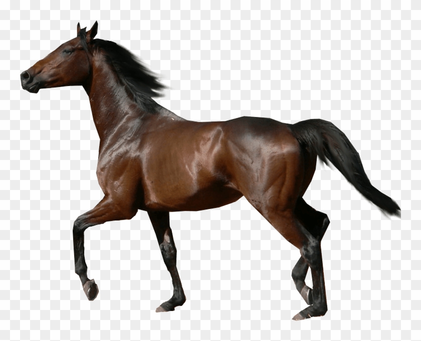 Image03 - Breyer War Horse #962425