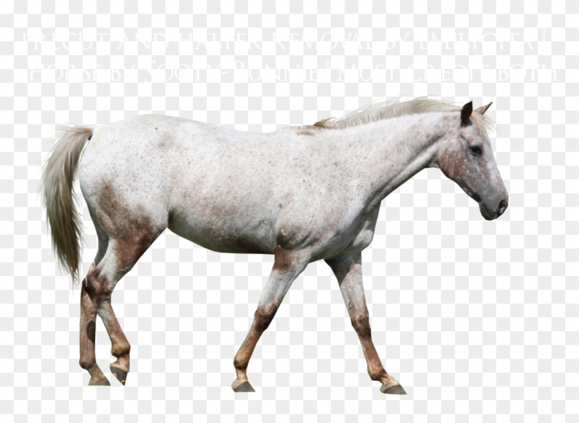 Appaloosa Horse Precut By Emilygita - Appaloosa #962444