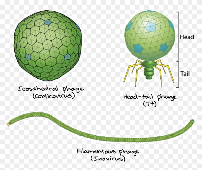 Icosahedral Phage, Head-tail Phage, And Filamentous - Way Are The Bacteriophage And E Coli Alike #962833