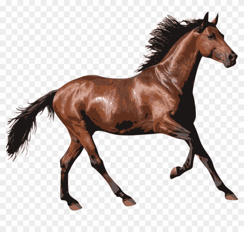 Horse, Race Horse, Animal, Equine, Equestrian, Riding - Horse Transparent #964375