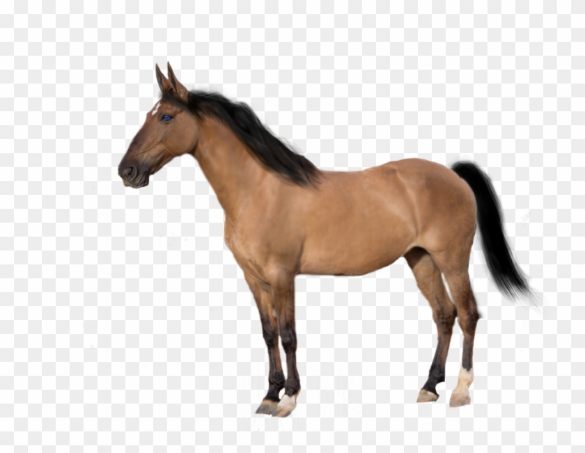 Premade-precut Horse By Kentuckyhorseluv - Arabian Breyer Horses #964416