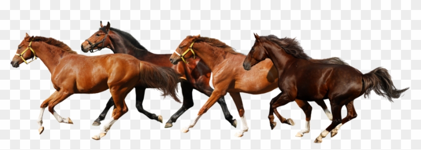 Horse Png - Horses Png Transparent #964439