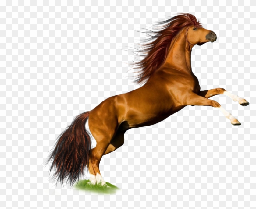 Png Horse 1 By Moonglowlilly - Horse Transparent #964479