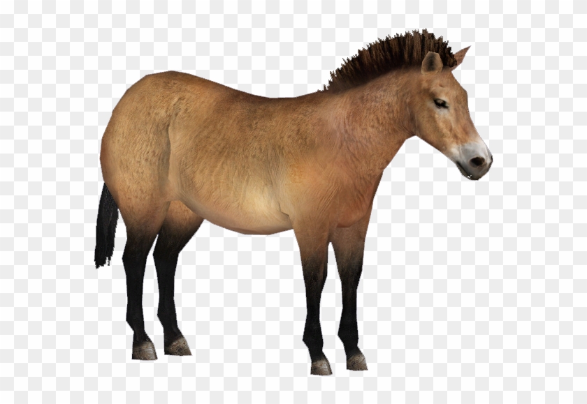 S Wild Horse - Przewalski's Horse #964481