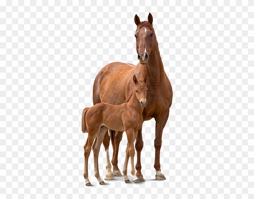 Horse And A Foal - Sorrel #964486
