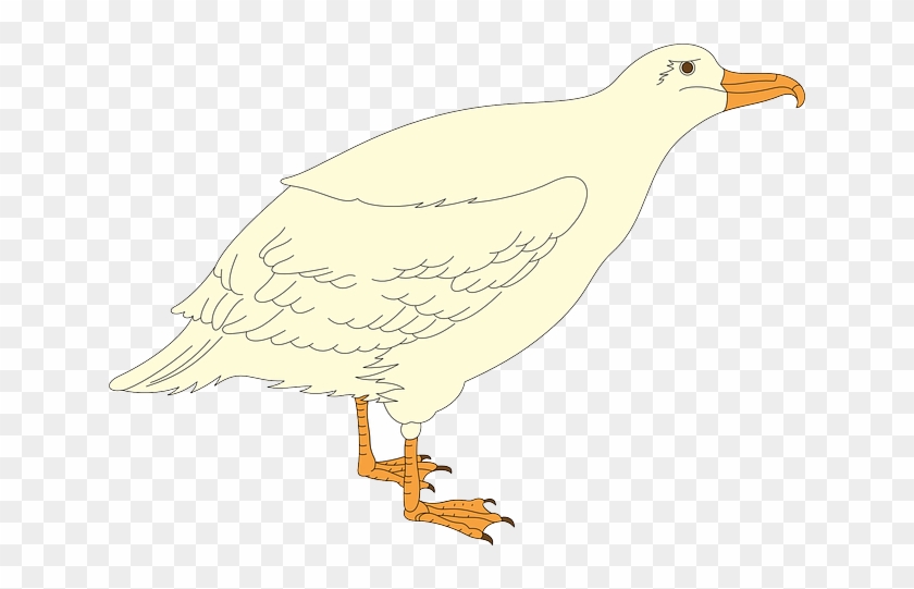 Species Cartoon, Bird, Gull, Wings, Animal, Feathers, - Bird #964650