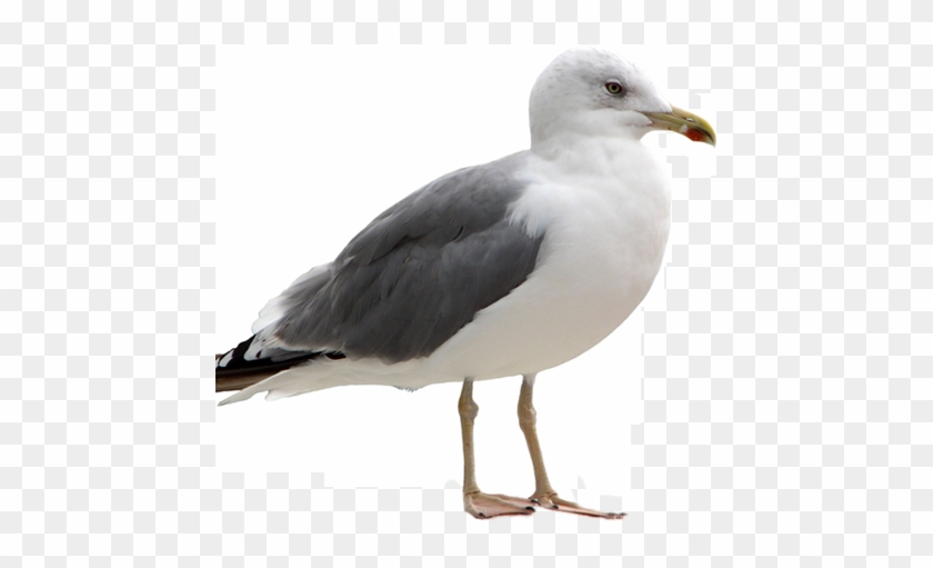 Seagull - Seagull Png #964661