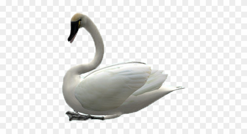 Cygnini Swan Goose Clip Art - Cygnini #964735