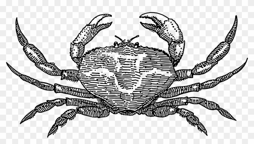Crustacean Clipart Horseshoe Crab - Free Vector Crab #964799