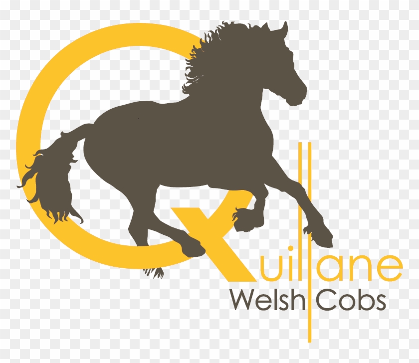 Quillane Welsh Cobs - Welsh Pony And Cob #964877