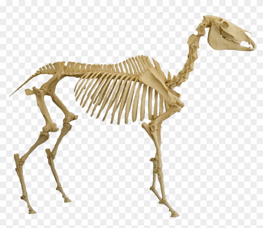 Mod This Bad Boy - Horse Skeleton Png #964915