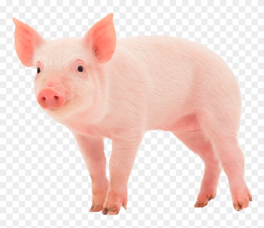 Pig Png Transparent Images - Pig In A Wig #965155