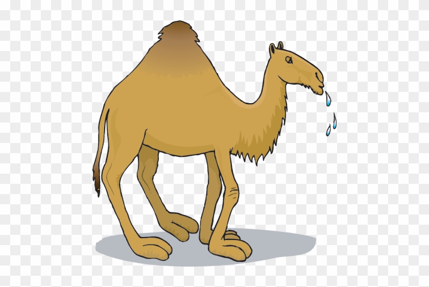 Camels Clipart Amphibians - Cartoon Picture Of A Camel #965329