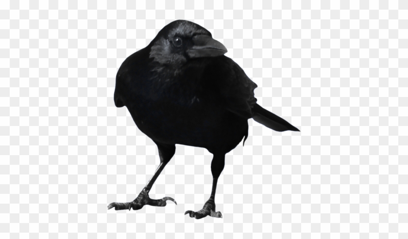 Crow Png Picture Png Images - Crow Png #966151