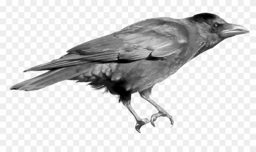 Crow Clipart Craw - Crows .png #966164