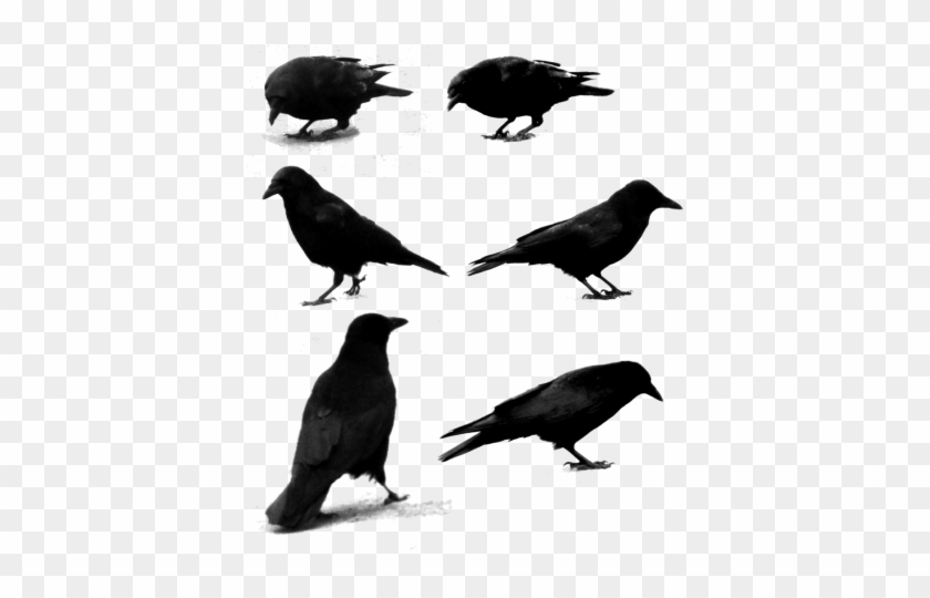 6 Ravens Png Photo Png Images - Ravens Png #966230