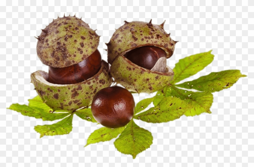 Horse Chestnuts And Leaves Png - Chestnut #966717