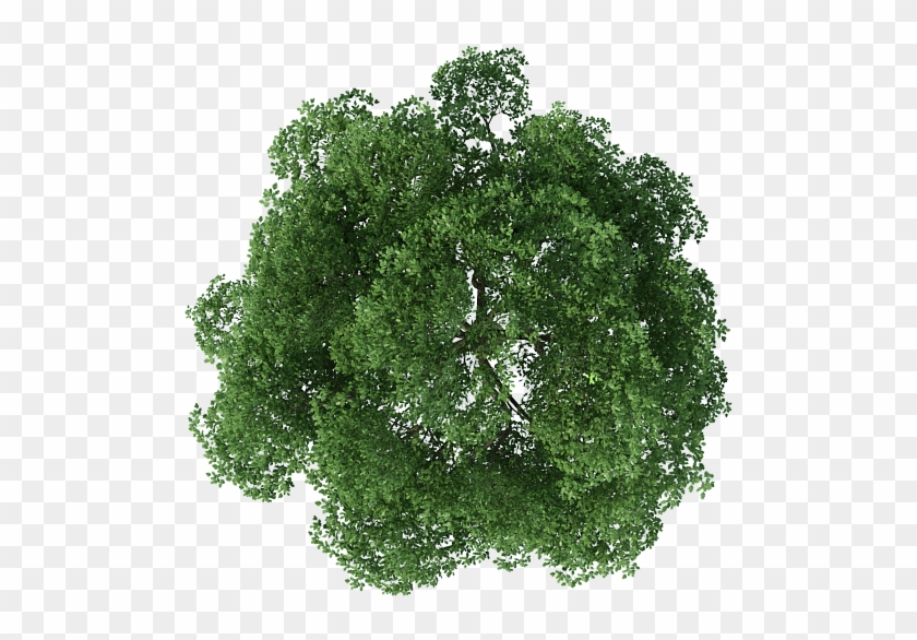 Cây Photoshop - Tree Top View Png #966743