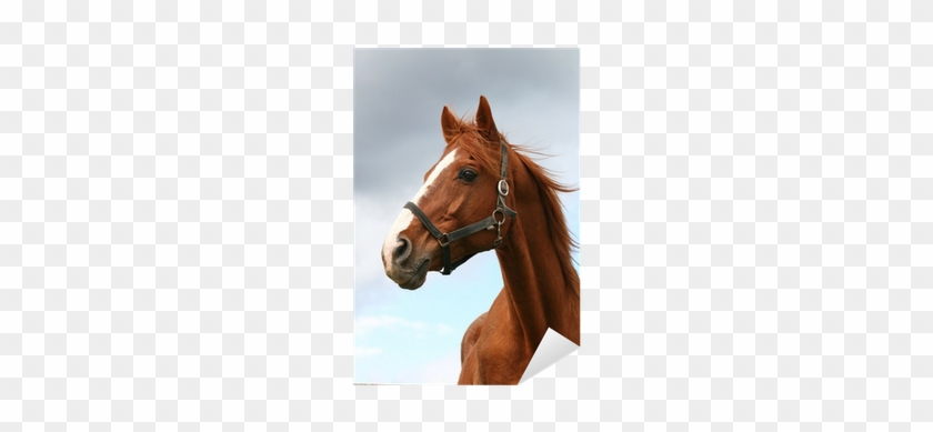 Vinilo Pixerstick Cabeza De Caballo De Pura Sangre - Thoroughbred Horse Headshot #967208