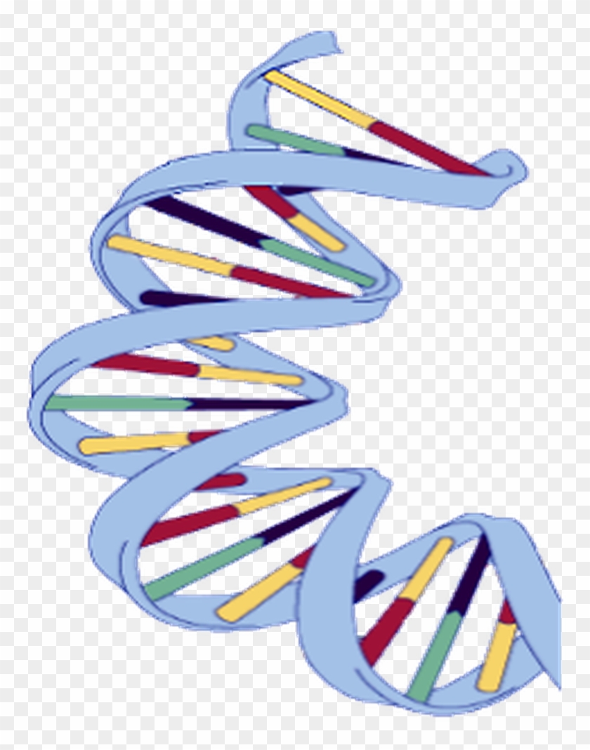 Dna Structure Clipart Wikipedia - Dna Extraction From Banana #967216