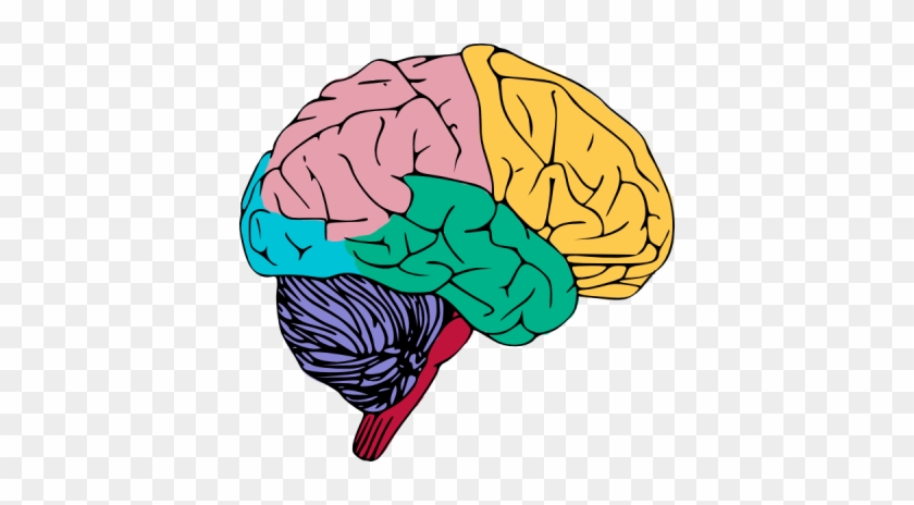Brain Free To Use Clip Art - Creative Process In The Individual [book] #967254