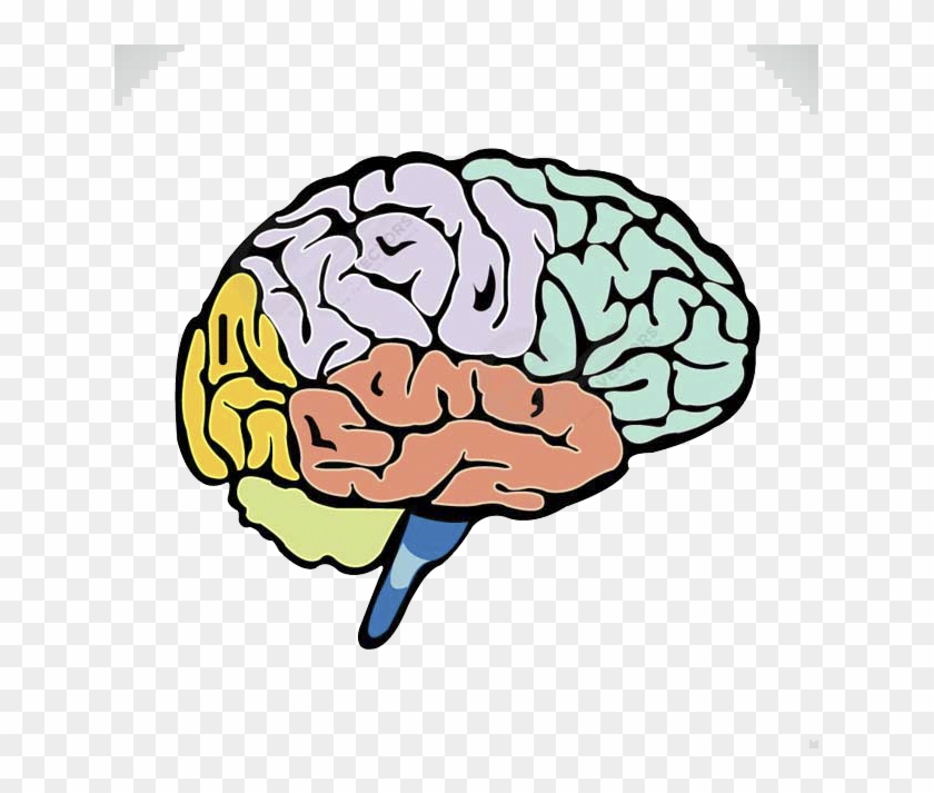 Human Brain Lobes Of The Brain Cerebrum - Cerebro Y Sus Partes #967285
