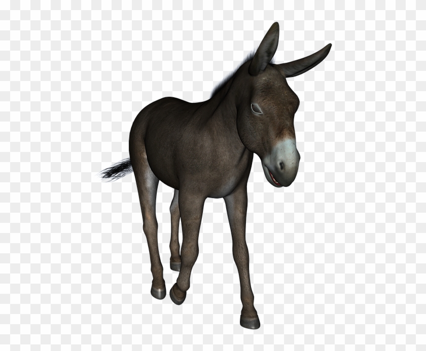 Donkey Free Png Transparent Background Images Free - Donkey Mule Jennet #967378