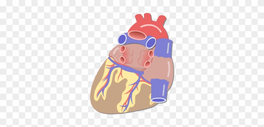 Unlabelled Image Of The Posterior View Of The Heart - Vessels In The Heart #967863