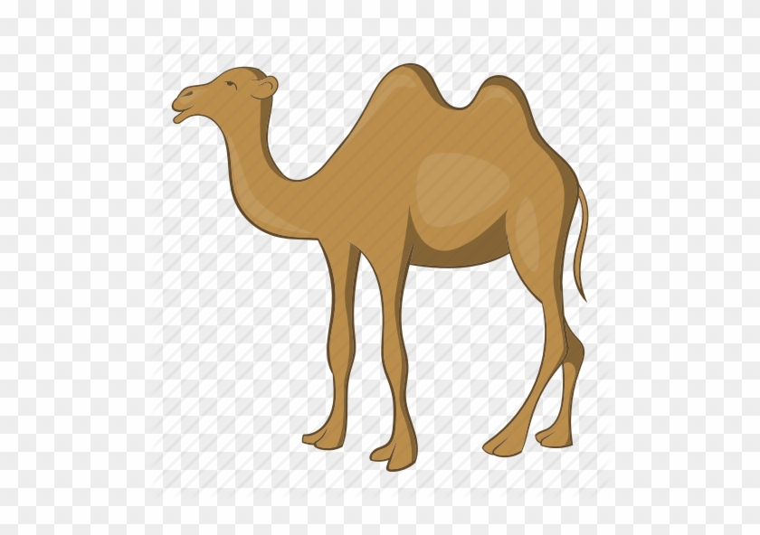 Cartoon Camel Pictures - Two Hump Camel Cartoon #968025