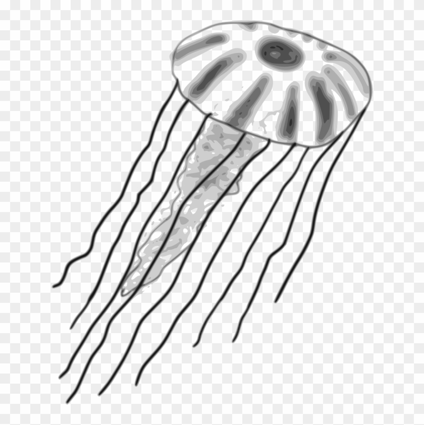 Jellyfish By Child Of Light Jellyfish Created In Gnu - Jellyfish Clipart In Black And White Png #968362