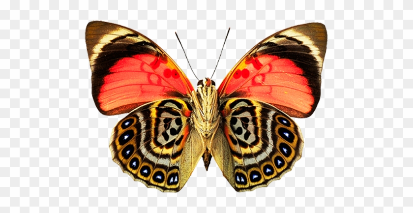Butterfly Png Image - Butterfly With Beautiful Pattern #968921